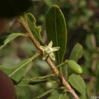 Erythroxylum monogynum Roxb.